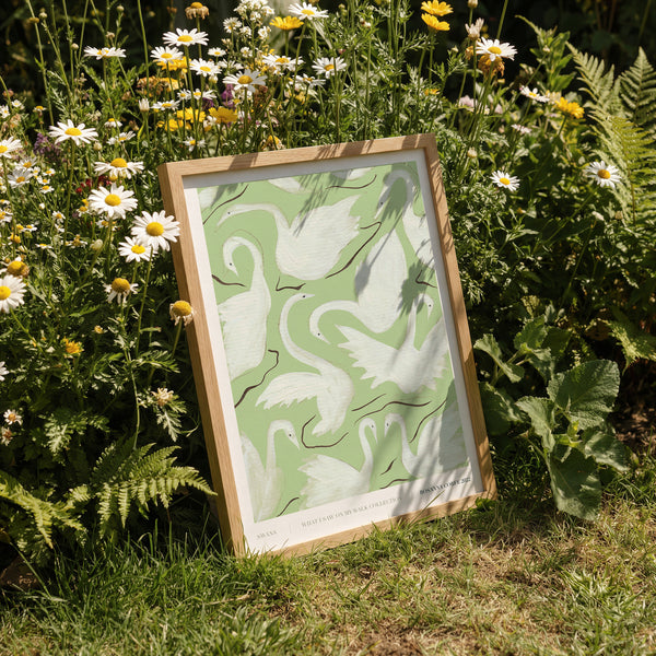 A3 - Swans Print