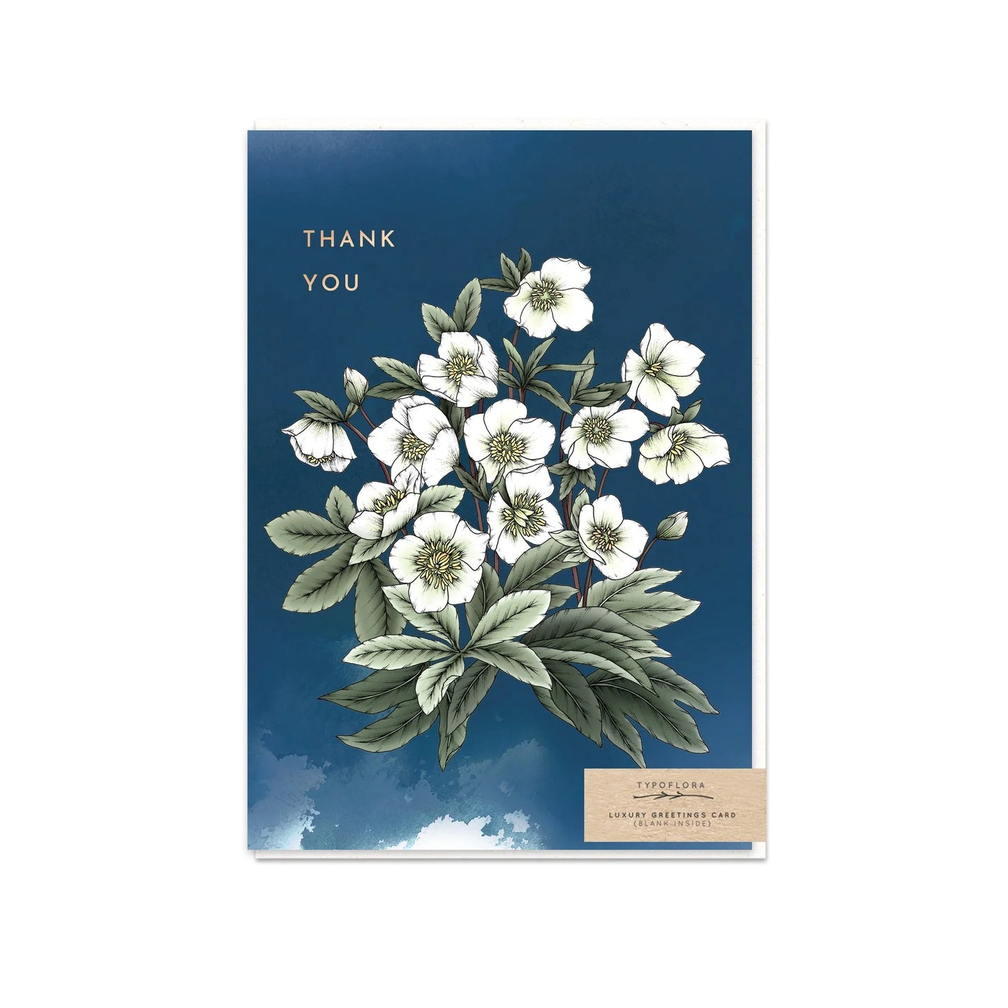 T2567_hellebores_b.jpg