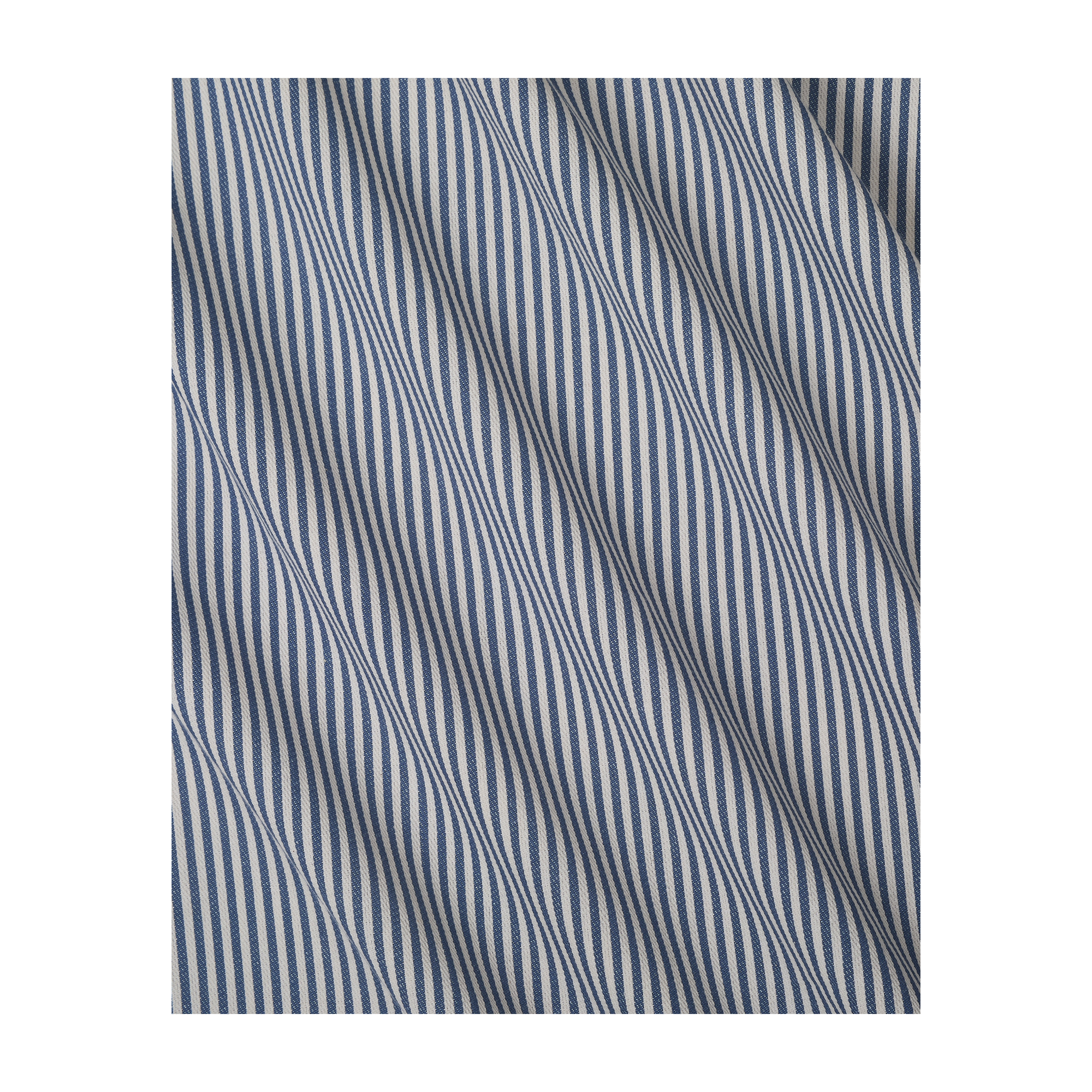 The Fine Stripe in Delphinium