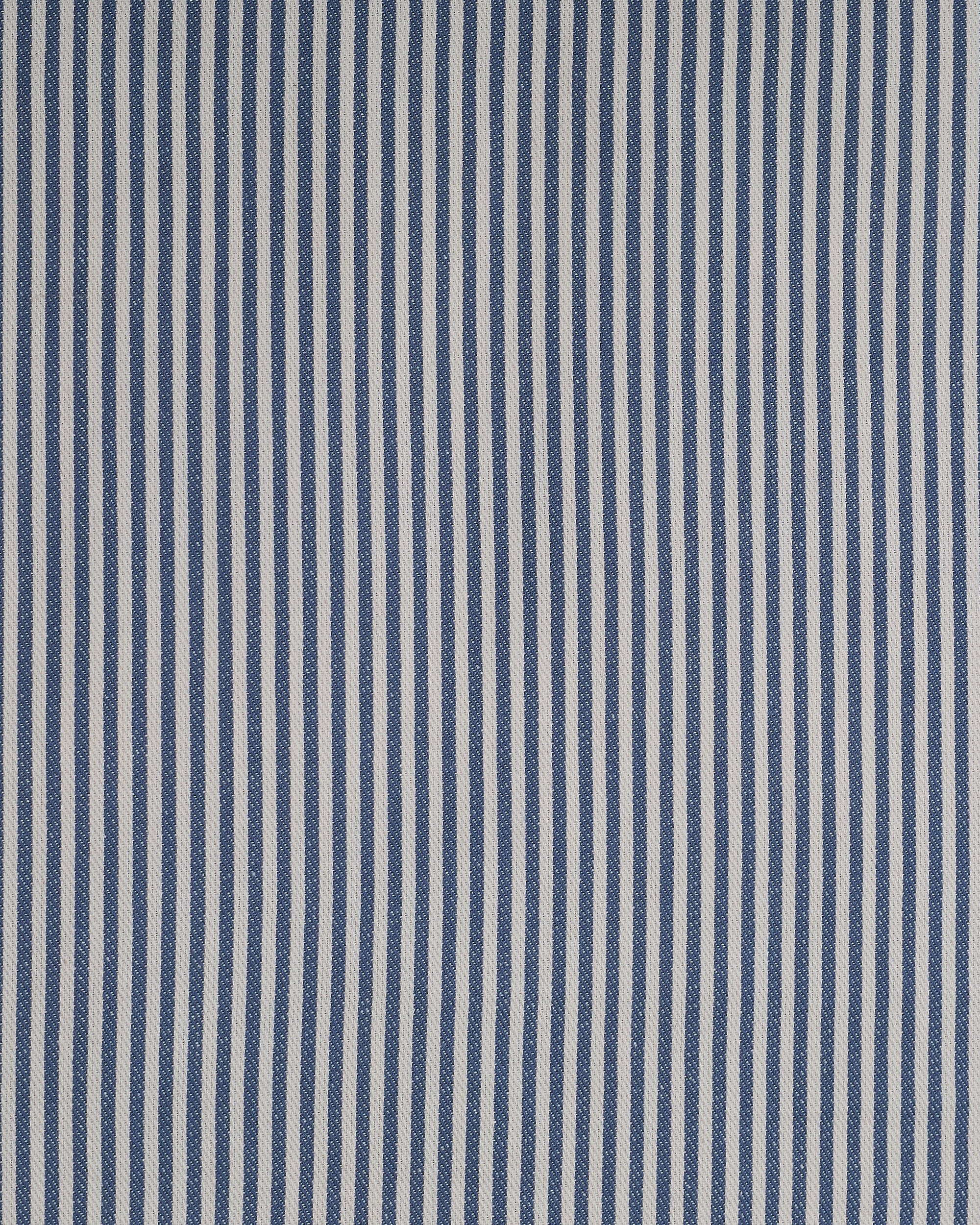 The Fine Stripe in Delphinium