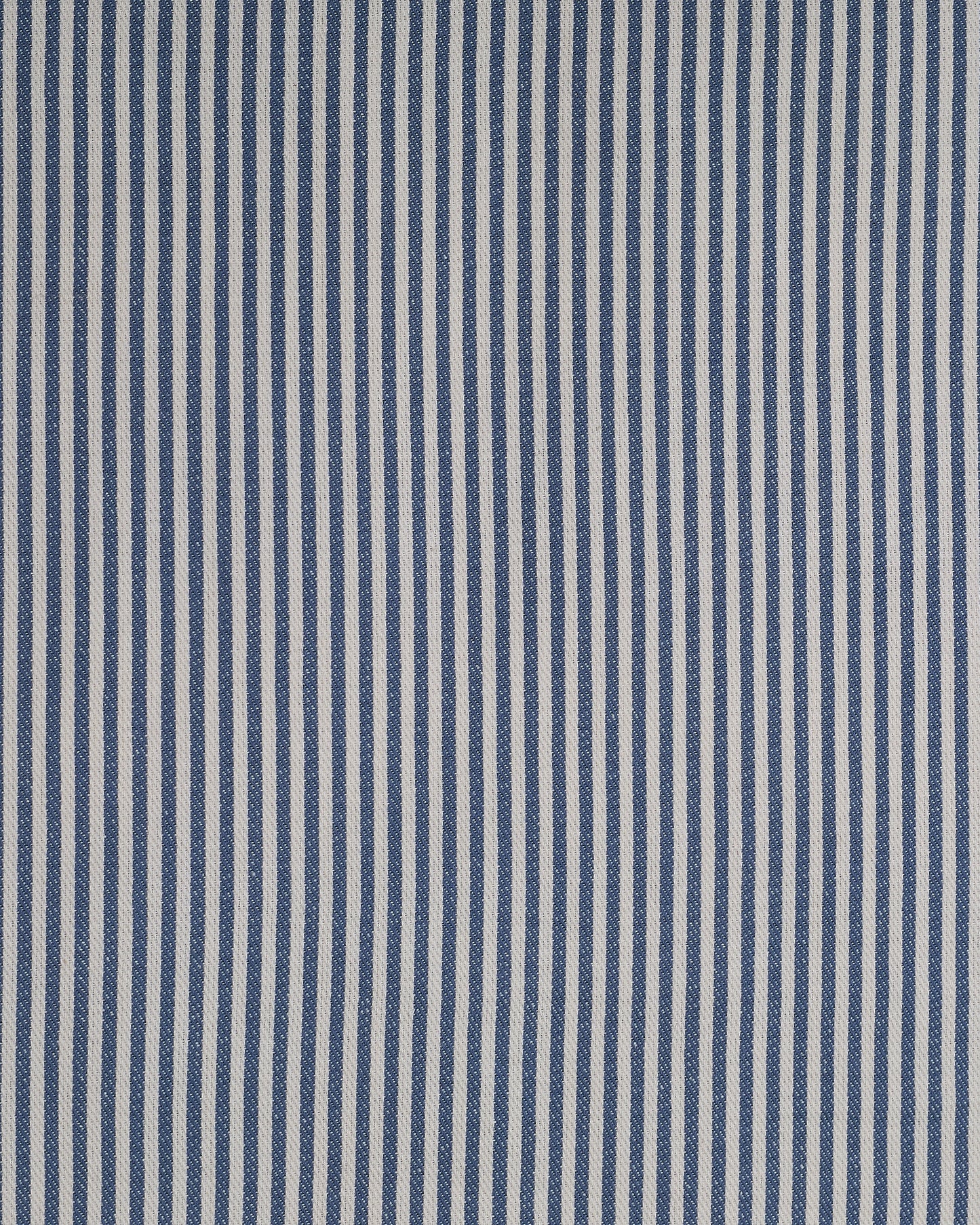 The Fine Stripe in Delphinium