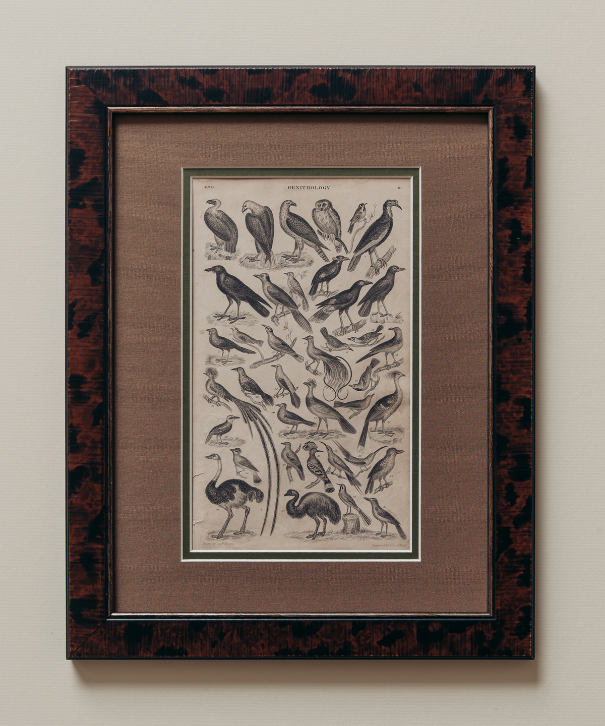 The Ornithology Plates Print