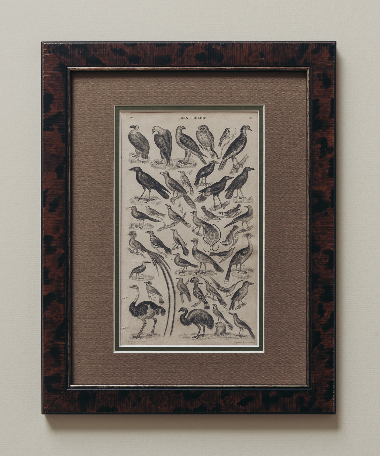 The Ornithology Plates Print