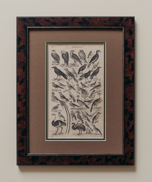 The Ornithology Plates Print