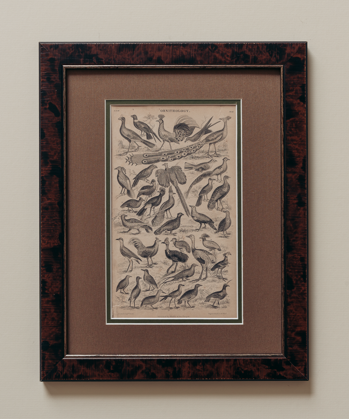 The Ornithology Plates Print