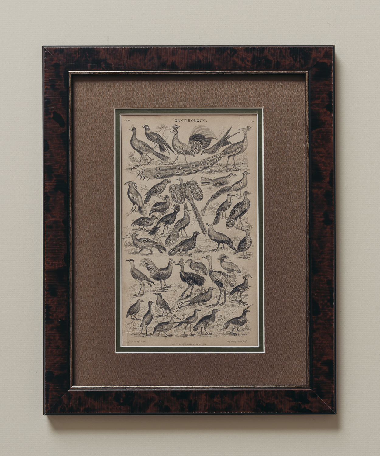 The Ornithology Plates Print