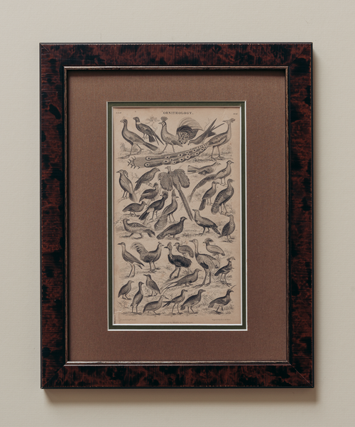 The Ornithology Plates Print
