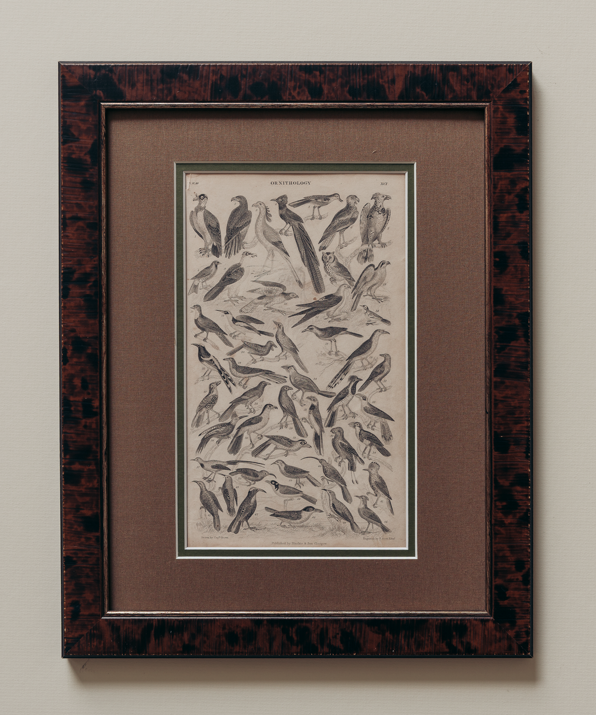 The Ornithology Plates Print