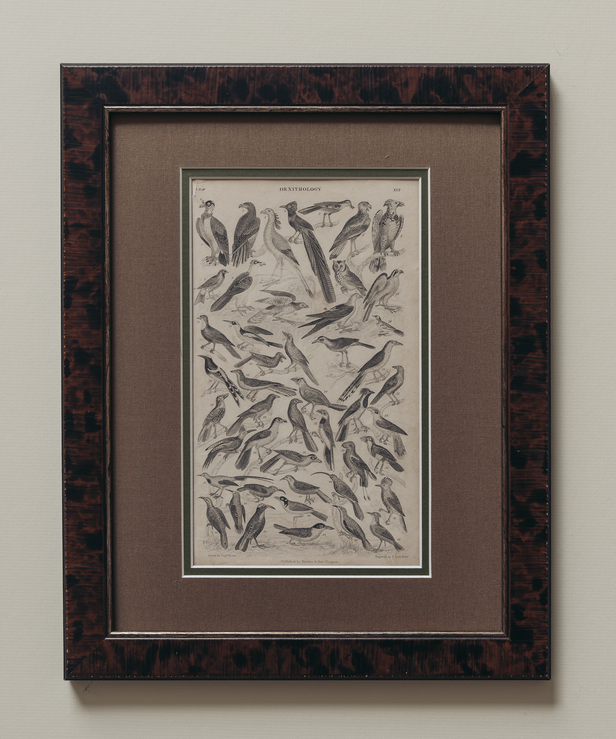 The Ornithology Plates Print