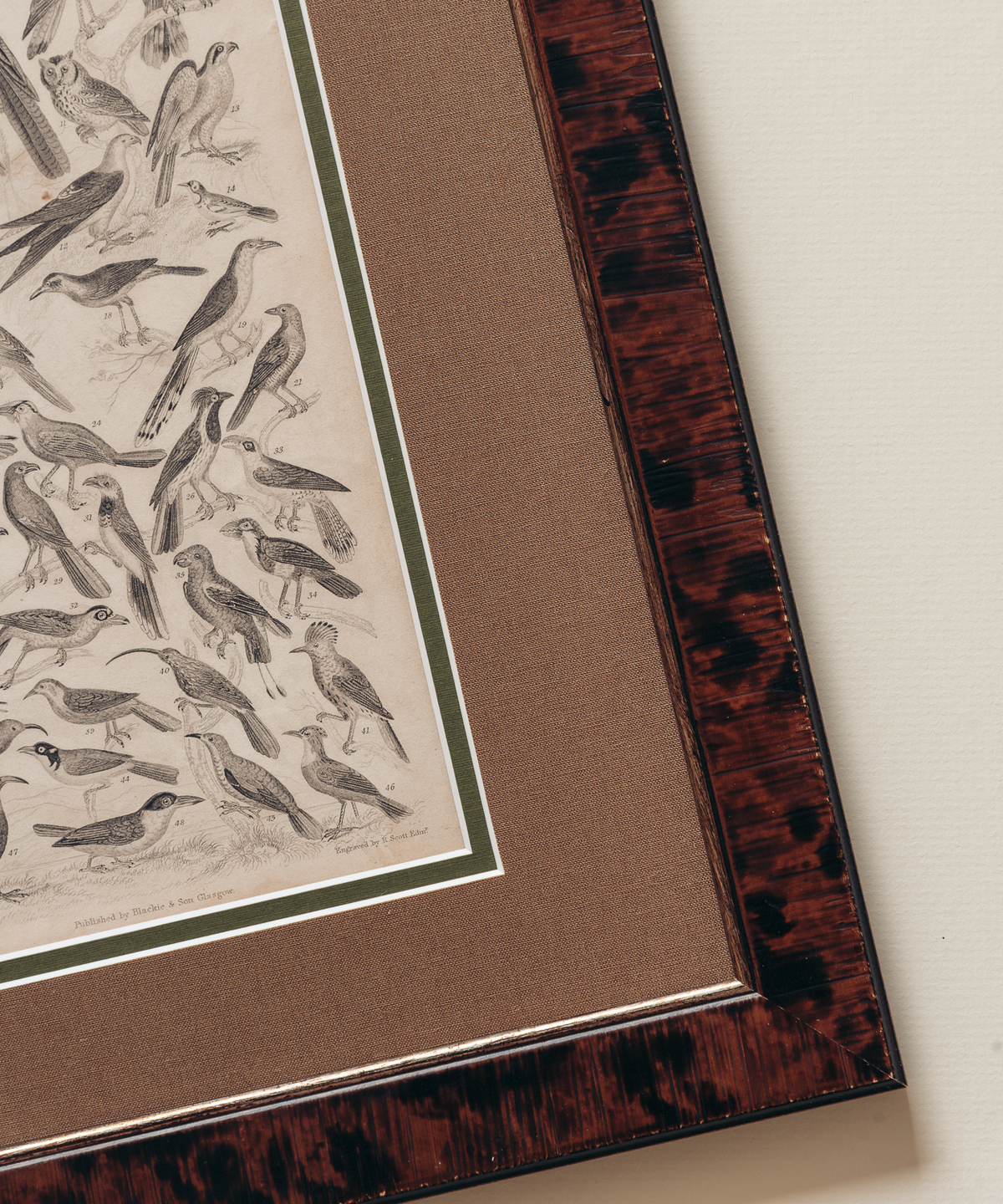 The Ornithology Plates Print