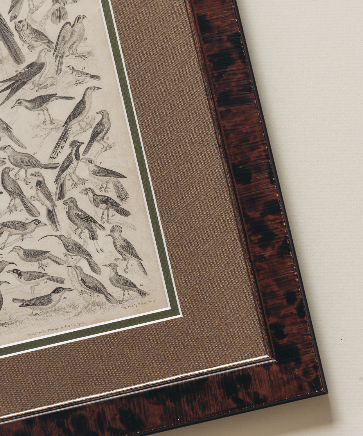 The Ornithology Plates Print