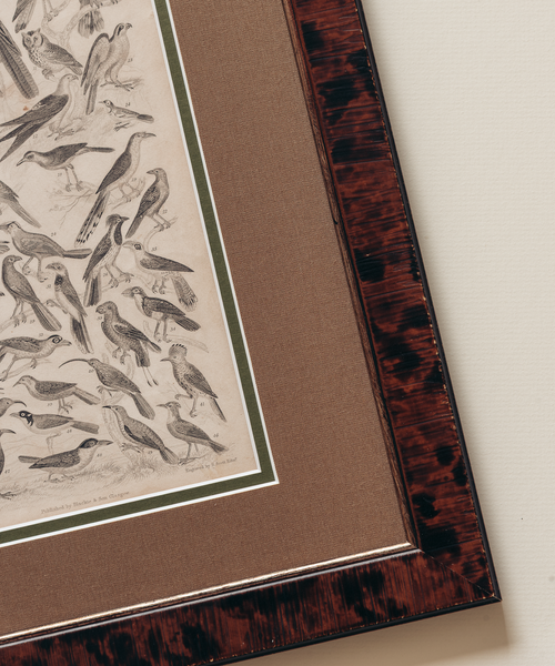 The Ornithology Plates Print