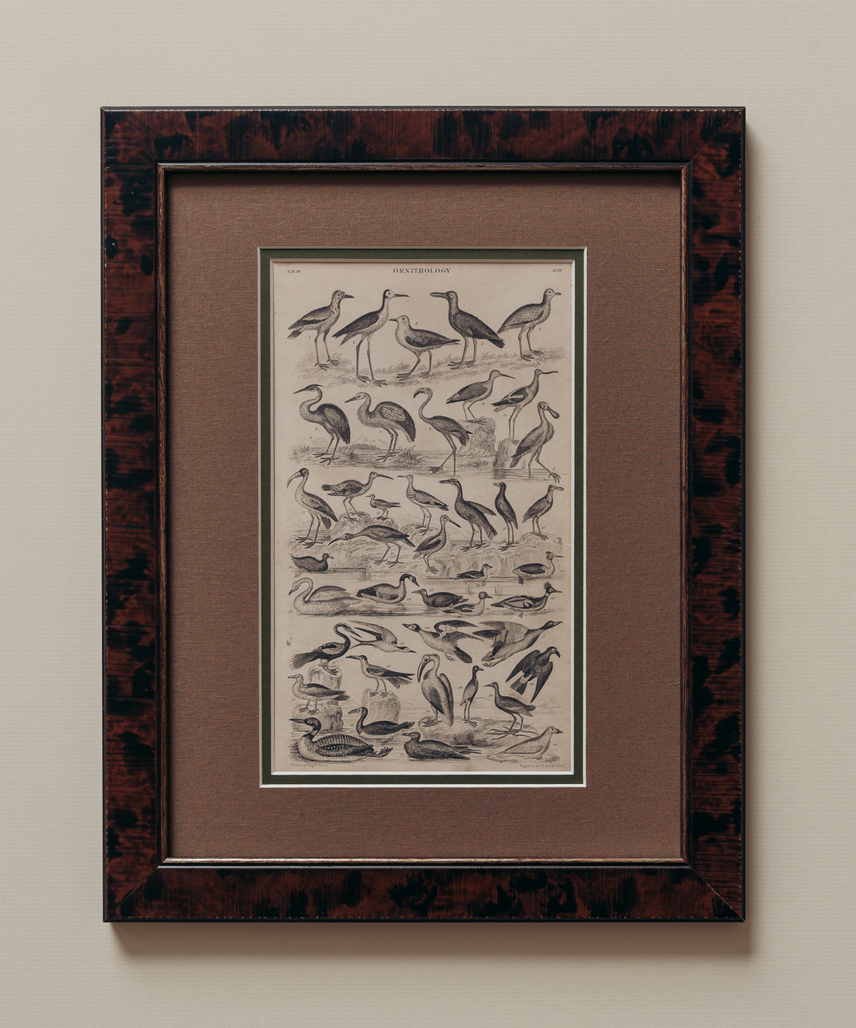 The Ornithology Plates Print