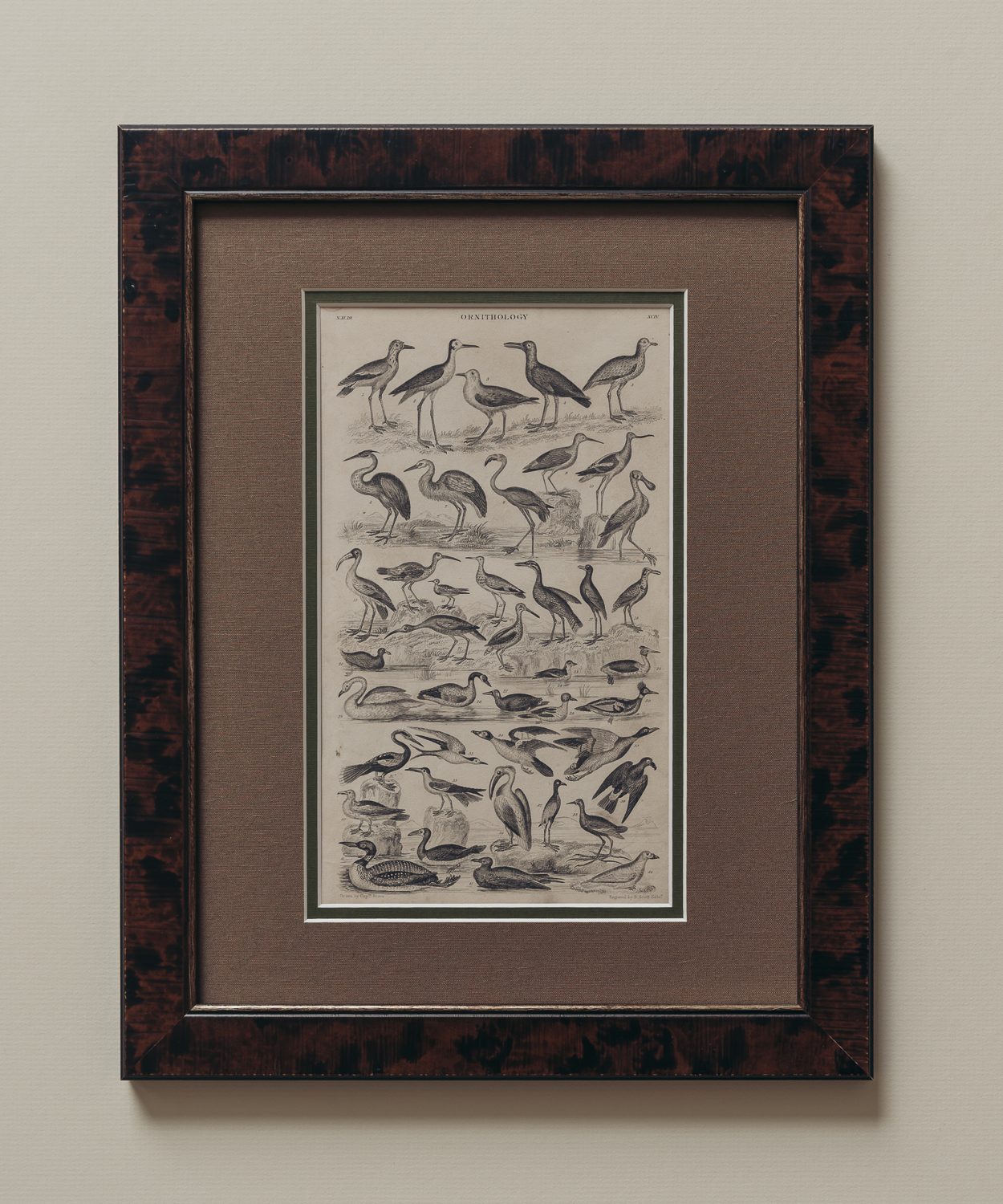 The Ornithology Plates Print