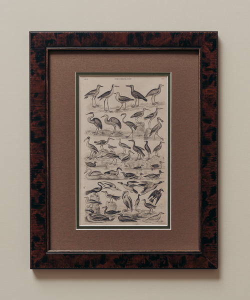 The Ornithology Plates Print