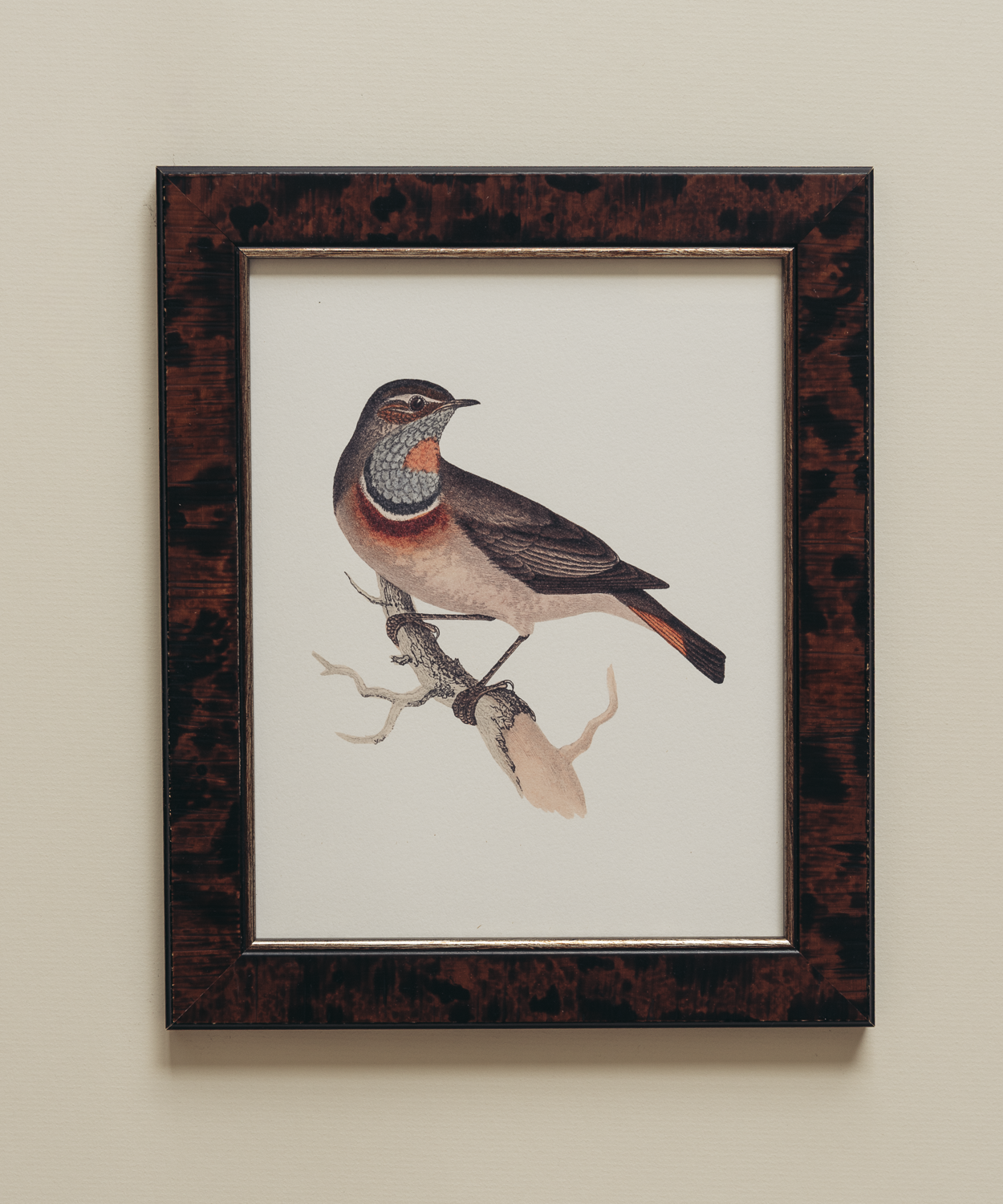 The British Birds Print