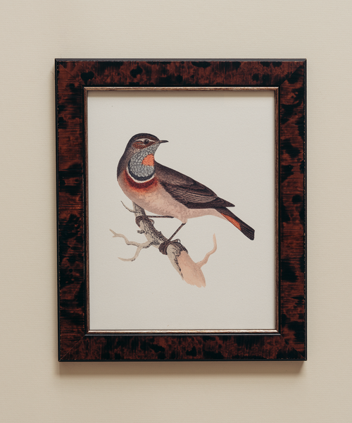 The British Birds Print