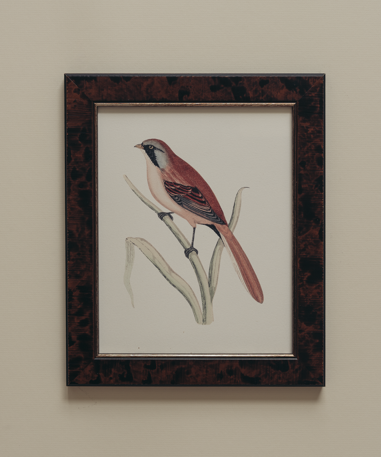 The British Birds Print
