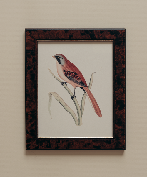 The British Birds Print