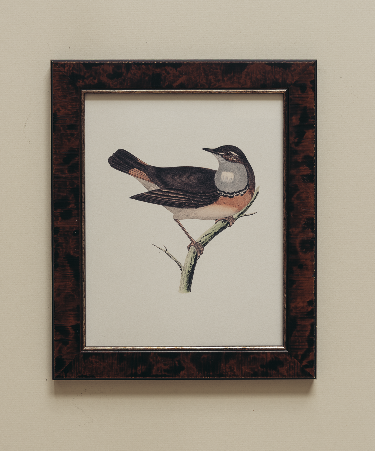 The British Birds Print