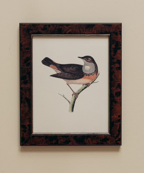 The British Birds Print