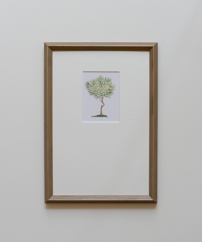 Framed artwork of an antique print of a lemon tree 