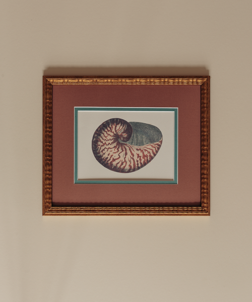 The Nautilus Studies Print