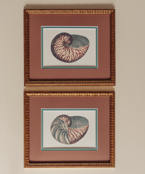 The Nautilus Studies Print