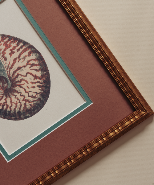 The Nautilus Studies Print