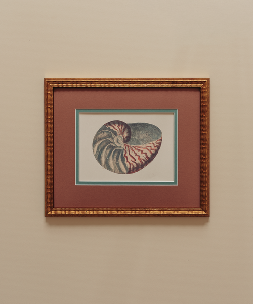 The Nautilus Studies Print