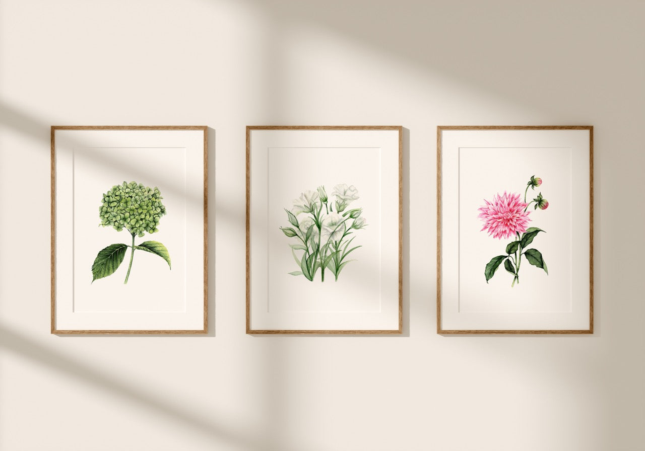 Dahlia Fine Art Print