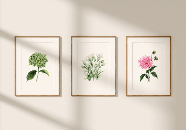 Dahlia Fine Art Print