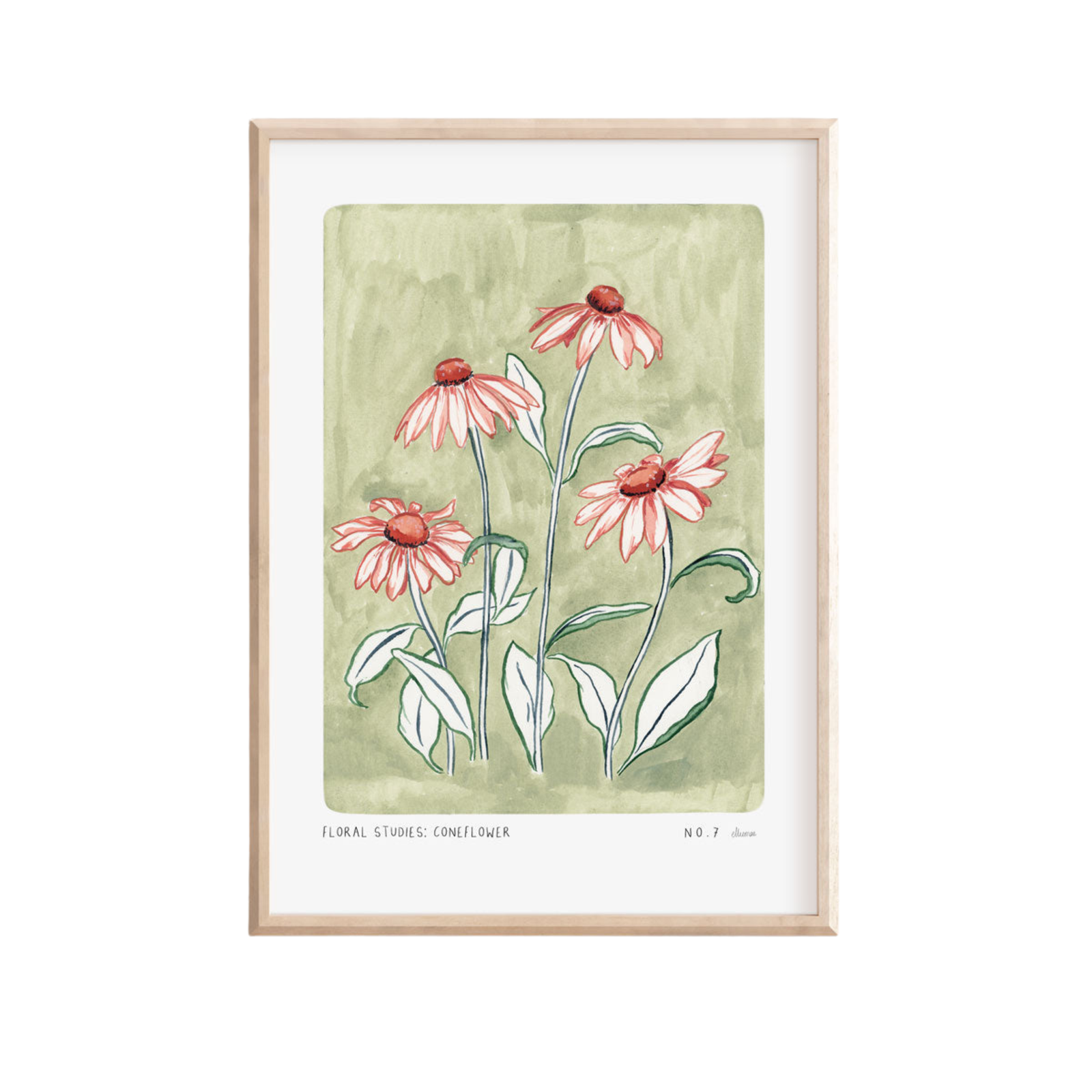 Coneflower Art Print