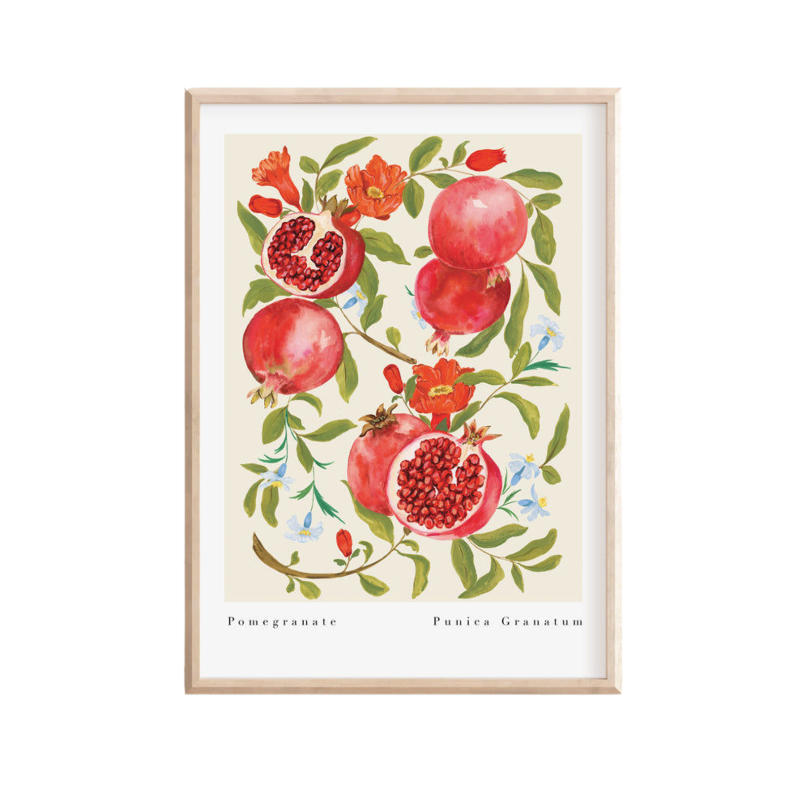 Pomegranate Art Print
