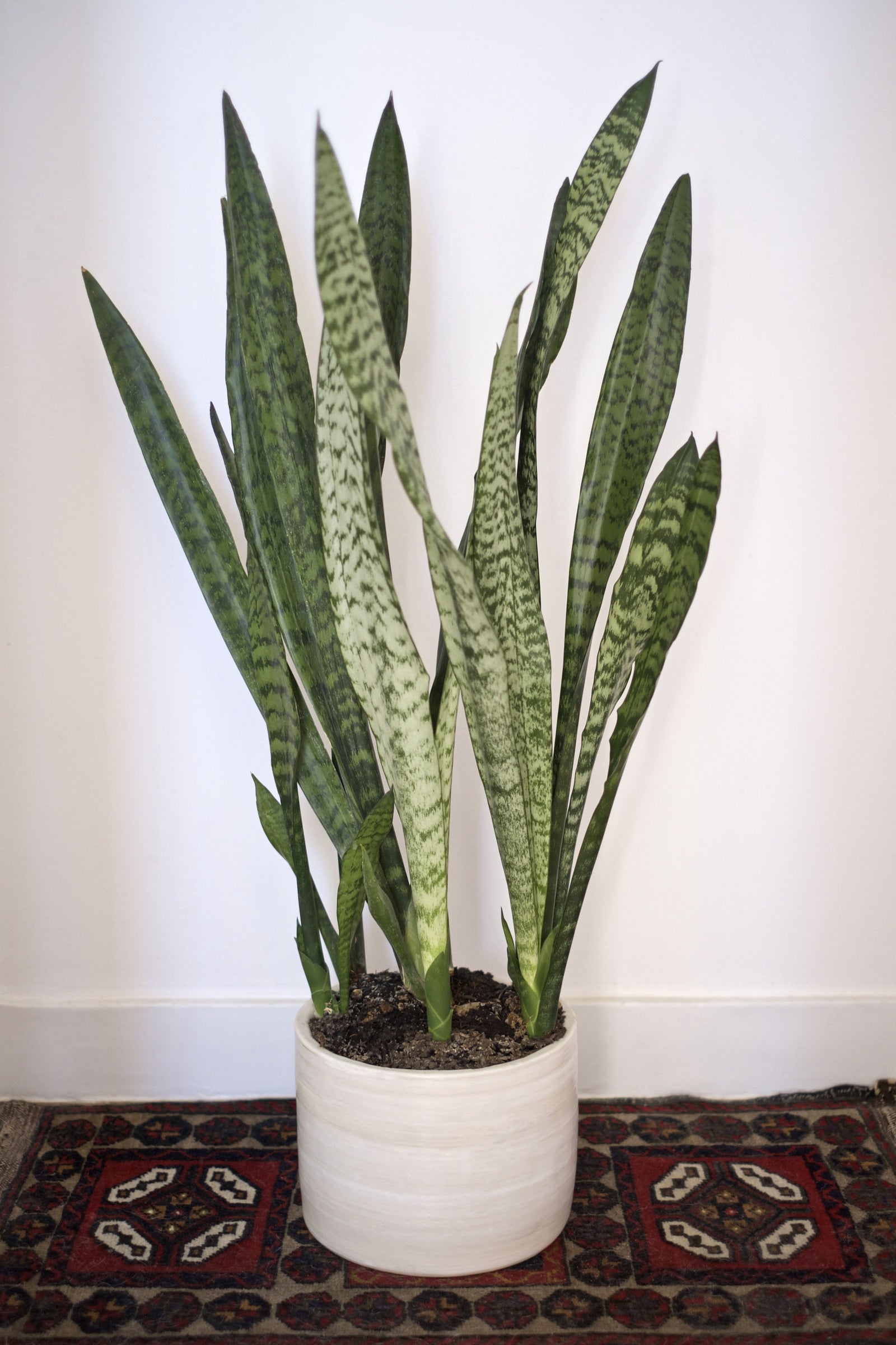 Bouvet Plant Pot
