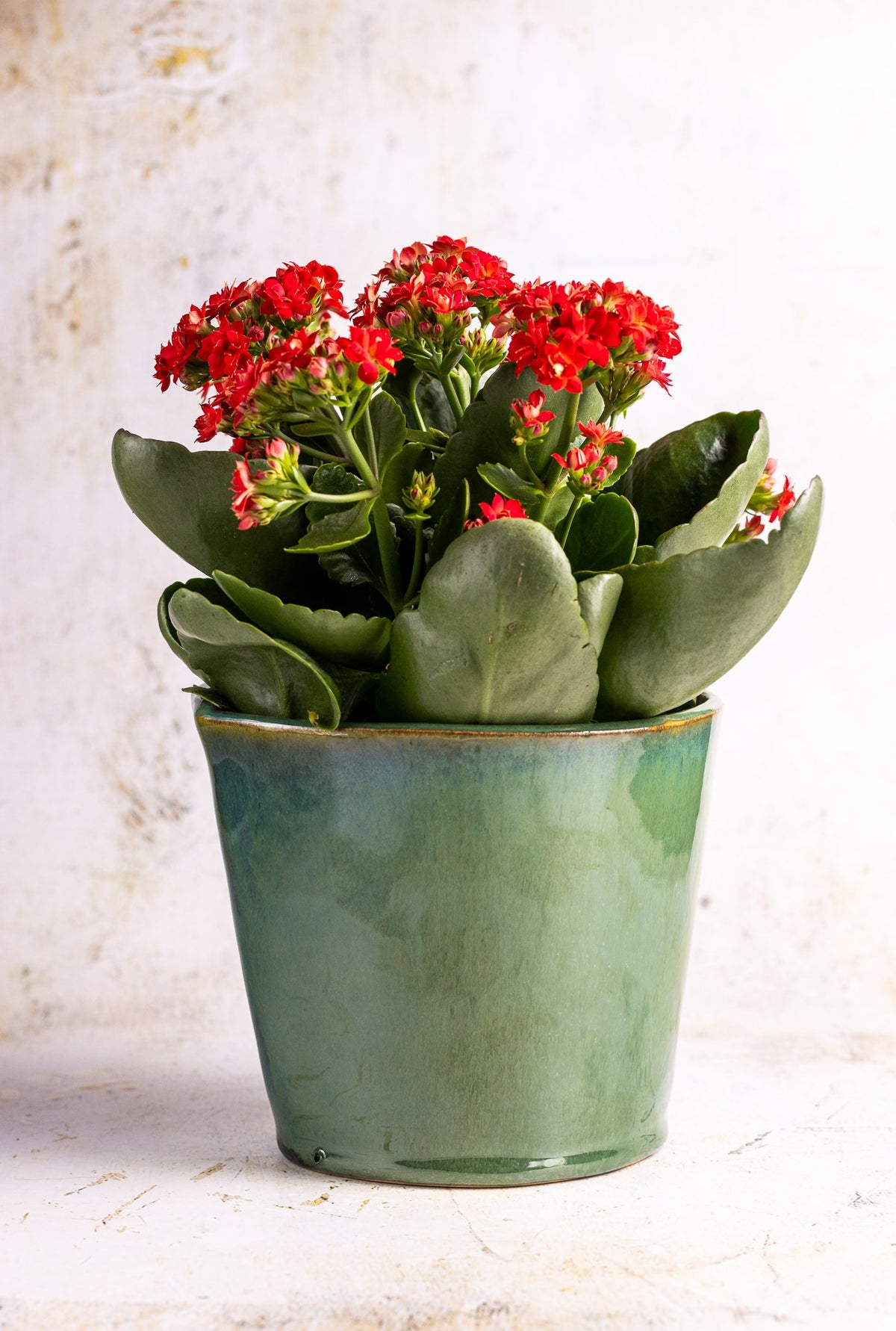 Millfileld Large Plant Pot