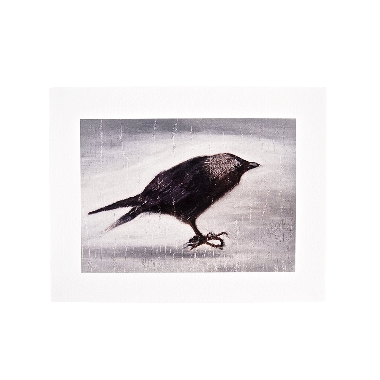 Jackdaw Bird Giclee Print