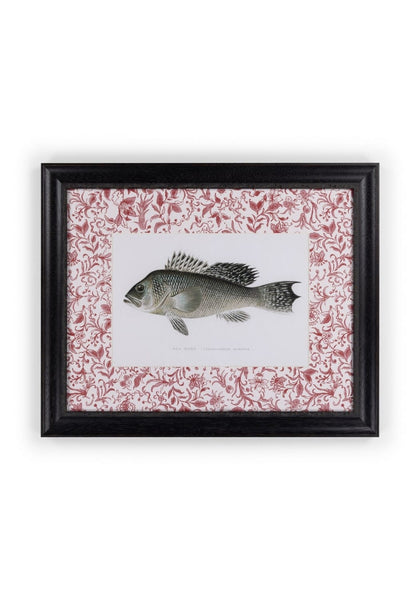 Camelot's Vintage Fish Study III - Casa by Josephine Jenno
