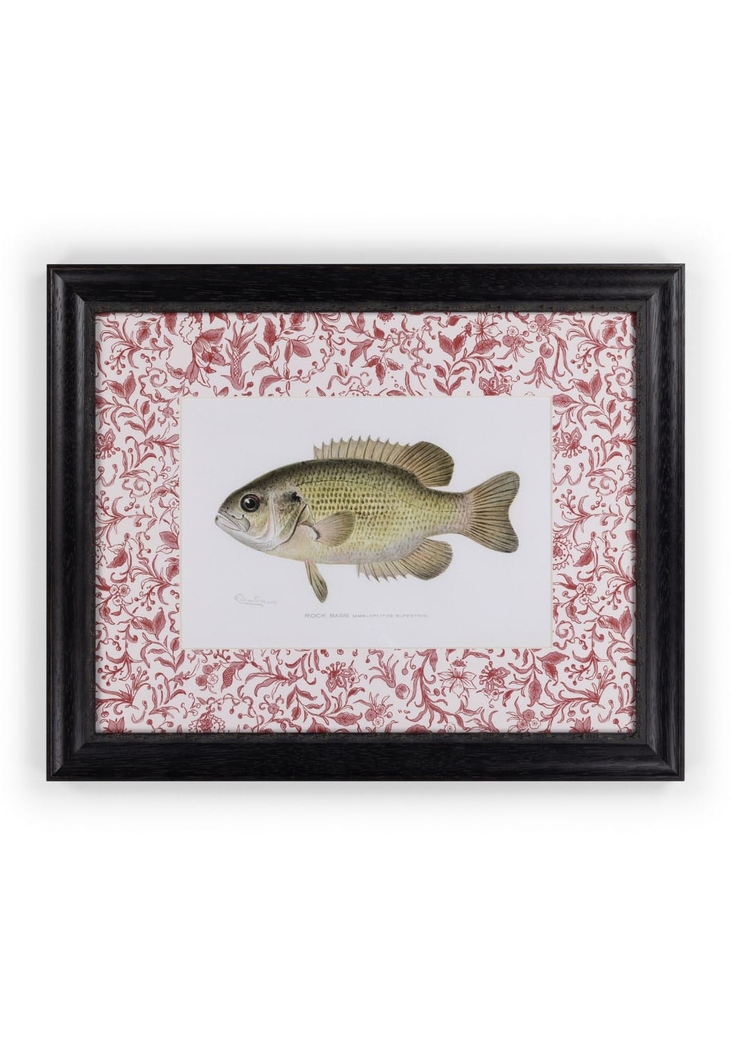 Camelot's Vintage Fish Study IV - Casa by Josephine Jenno