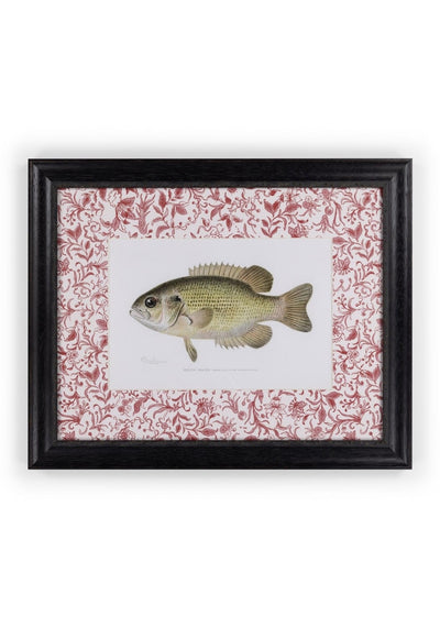 Camelot's Vintage Fish Study IV - Casa by Josephine Jenno
