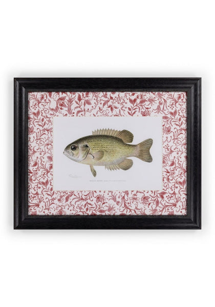 Fish IV Framed Print British, and Just a Bit Brilliant