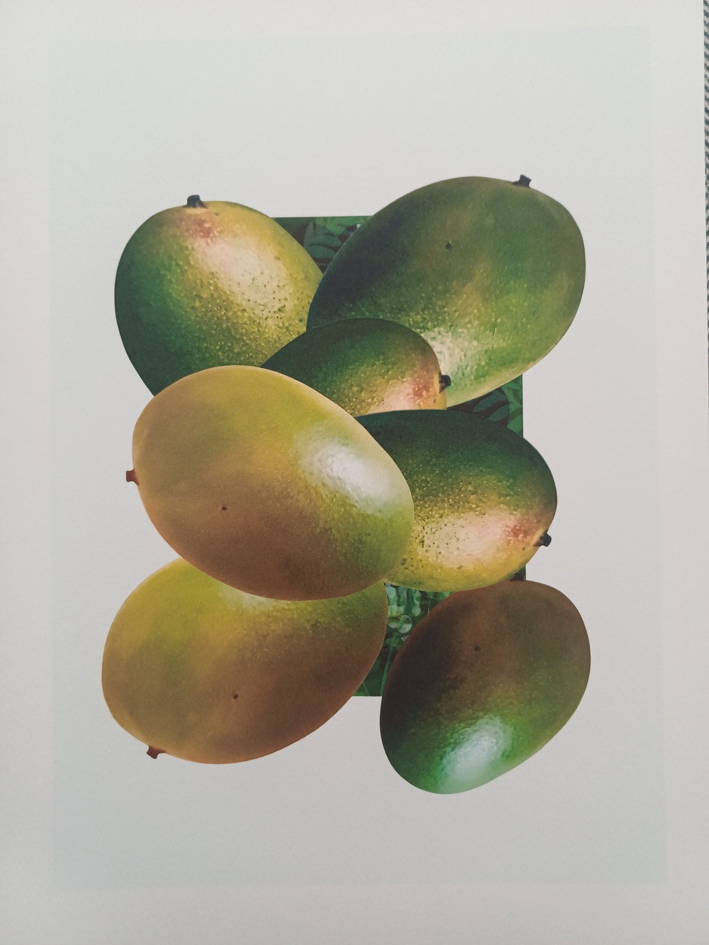 Who Likes the Mango Fine Art Print
