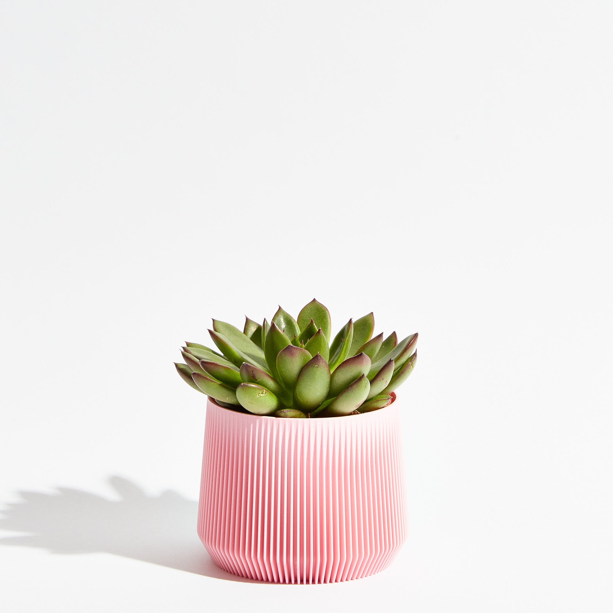 Pillar Pot - Sakura Pink