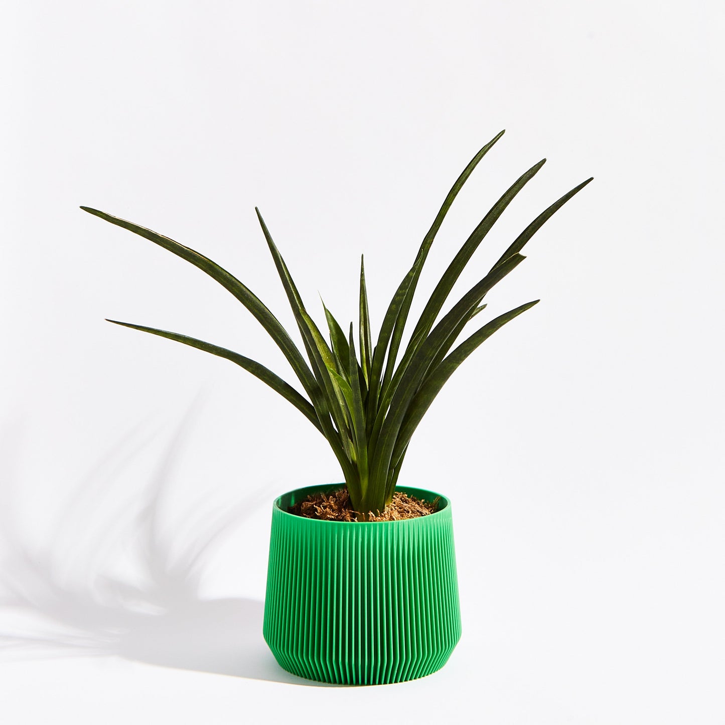 Pillar Pot- Bamboo Green