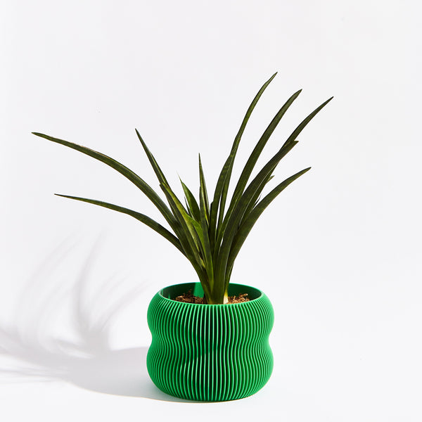 Bubble Pot- Bamboo Green