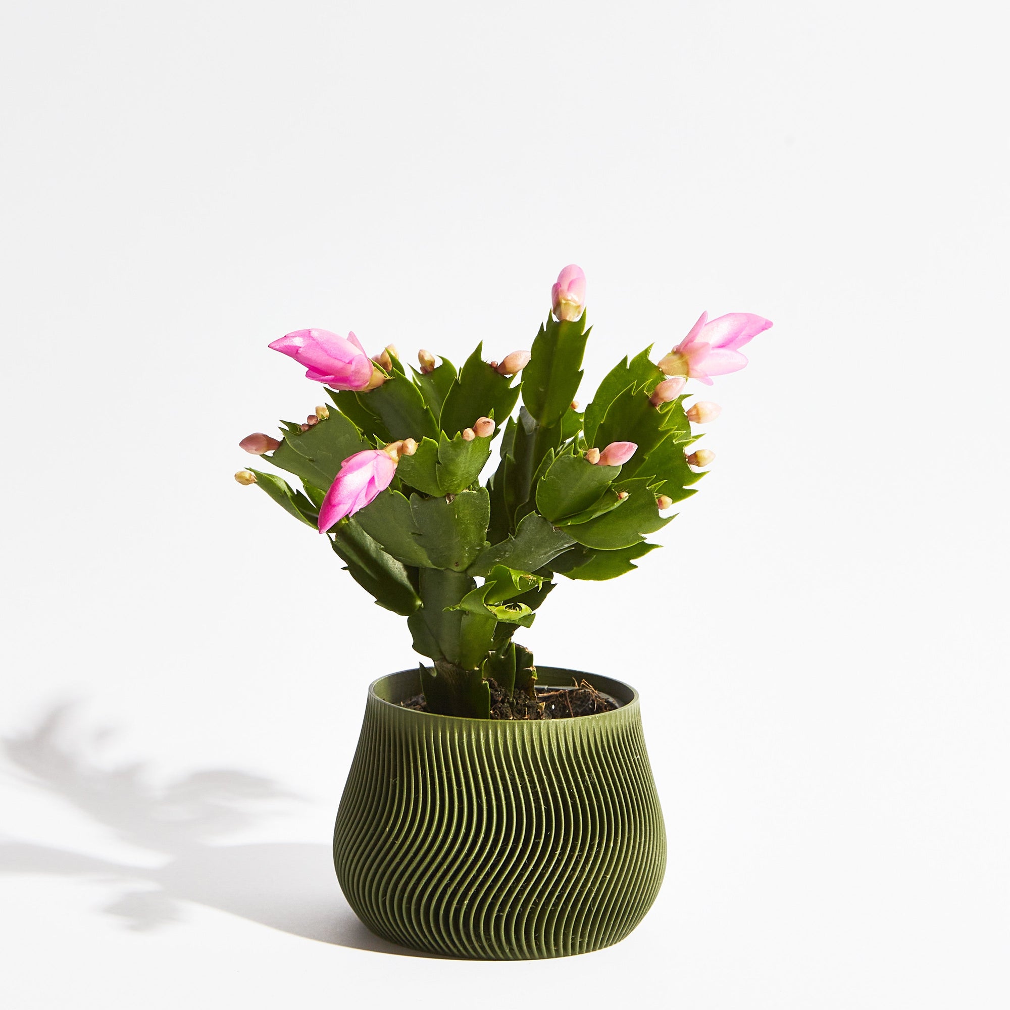 Groovy Pot - Forest Green