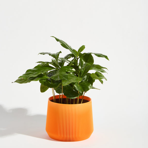 Pillar Plant Pot - Tangerine Orange