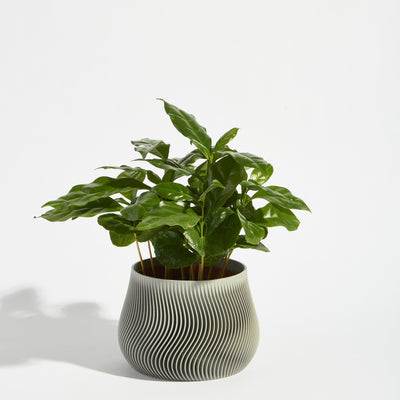 POT_2_ASH_c6656.jpg