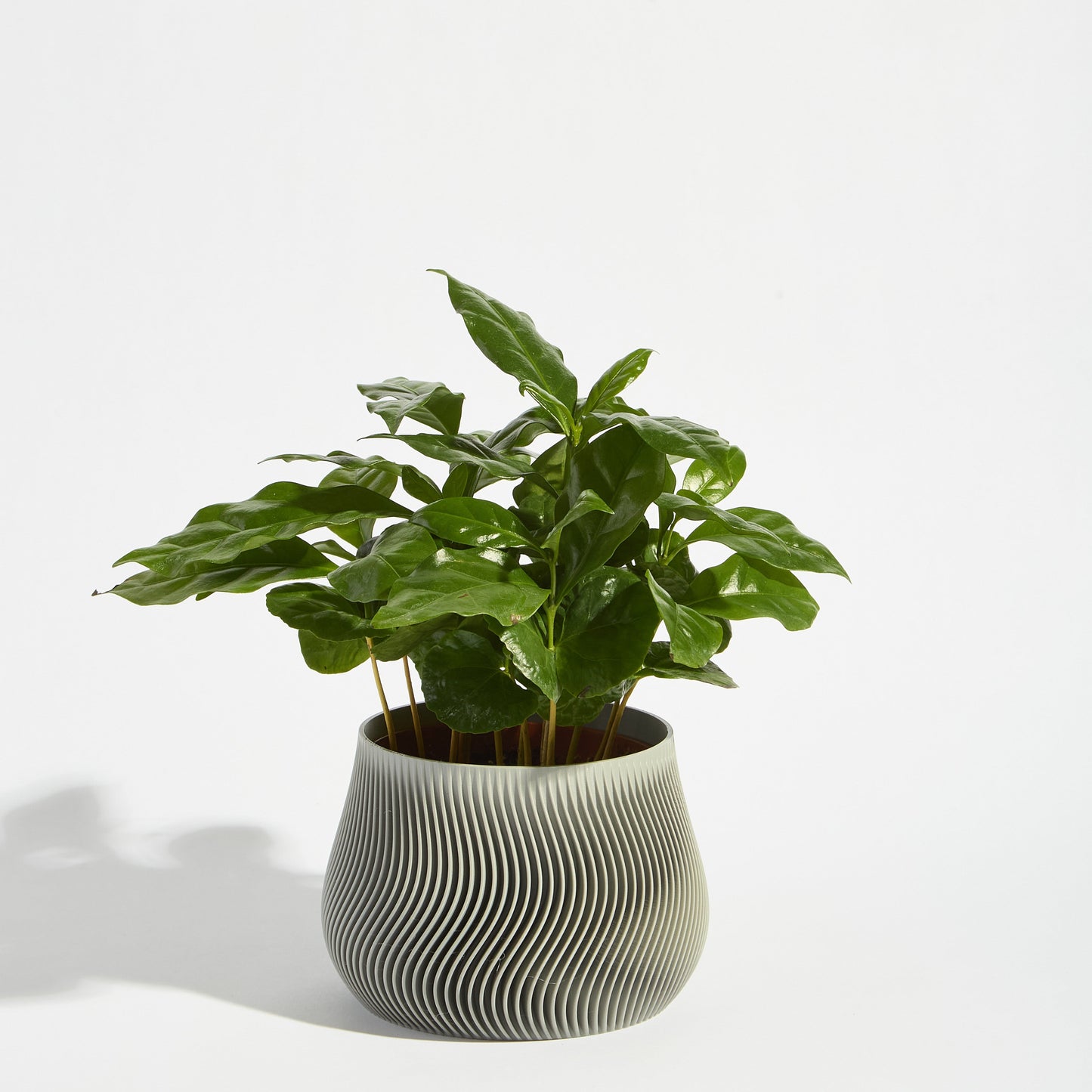 POT_2_ASH_c6656.jpg