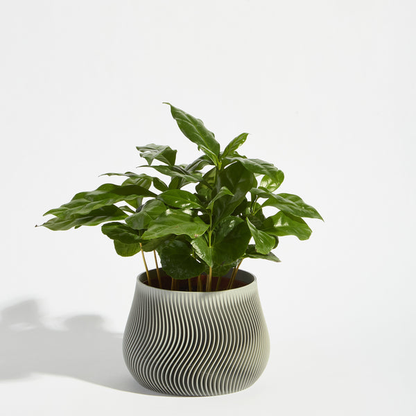 POT_2_ASH_c6656.jpg